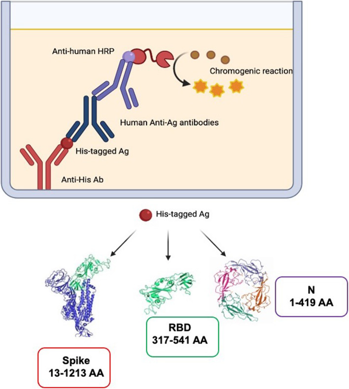 Preexisting vs. de novo antibodies against SARS-CoV-2 in individuals without or with virus infection: impact on antibody therapy, vaccine research and serological testing.