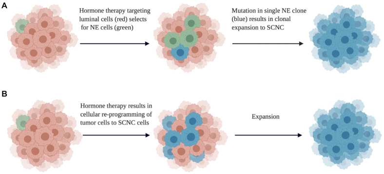 Neuroendocrine cells of the prostate: Histology, biological functions, and molecular mechanisms.