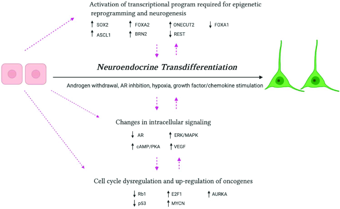 Neuroendocrine cells of the prostate: Histology, biological functions, and molecular mechanisms.