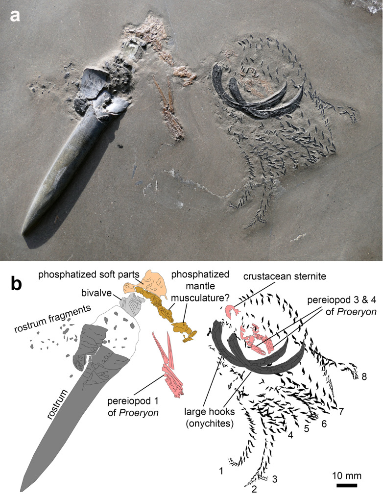 Fossilized leftover falls as sources of palaeoecological data: a 'pabulite' comprising a crustacean, a belemnite and a vertebrate from the Early Jurassic Posidonia Shale.