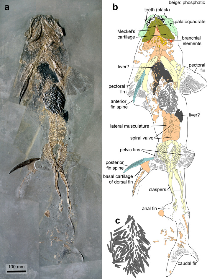 Fossilized leftover falls as sources of palaeoecological data: a 'pabulite' comprising a crustacean, a belemnite and a vertebrate from the Early Jurassic Posidonia Shale.