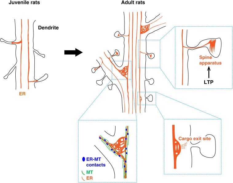 New insights into the regulation of synaptic transmission and plasticity by the endoplasmic reticulum and its membrane contacts.