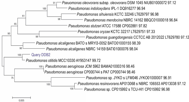 Melanin production by <i>Pseudomonas</i> sp. and <i>in silico</i> comparative analysis of tyrosinase gene sequences.