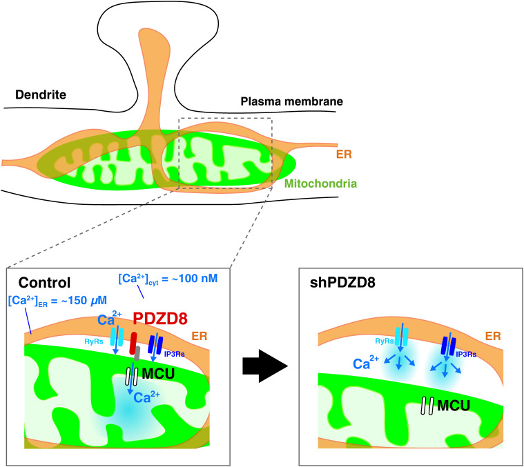 New insights into the regulation of synaptic transmission and plasticity by the endoplasmic reticulum and its membrane contacts.