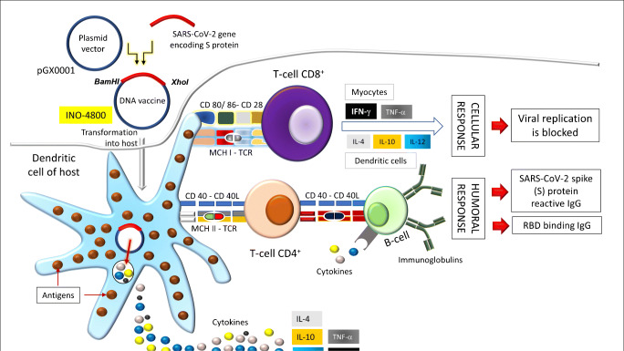 Developmental Status of the Potential Vaccines for the Mitigation of the COVID-19 Pandemic and a Focus on the Effectiveness of the Pfizer-BioNTech and Moderna mRNA Vaccines.