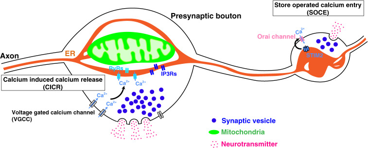 New insights into the regulation of synaptic transmission and plasticity by the endoplasmic reticulum and its membrane contacts.