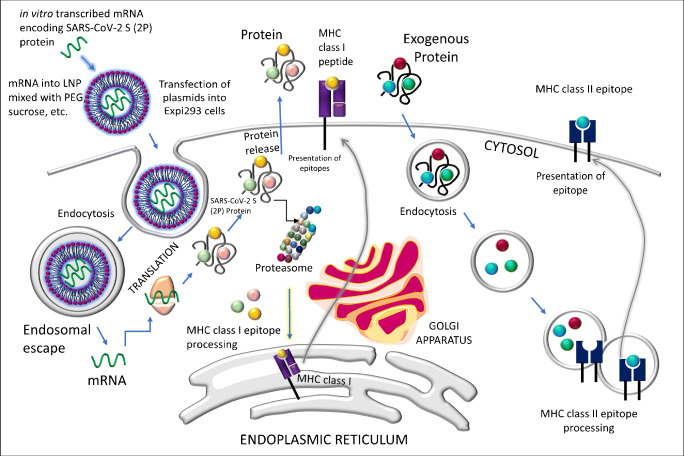 Developmental Status of the Potential Vaccines for the Mitigation of the COVID-19 Pandemic and a Focus on the Effectiveness of the Pfizer-BioNTech and Moderna mRNA Vaccines.