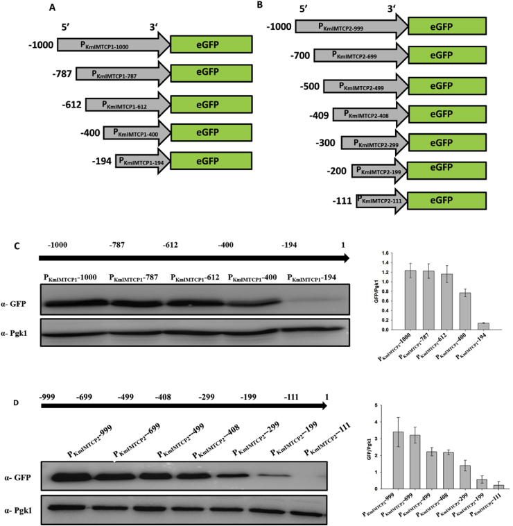 The identification of novel promoters and terminators for protein expression and metabolic engineering applications in Kluyveromyces marxianus