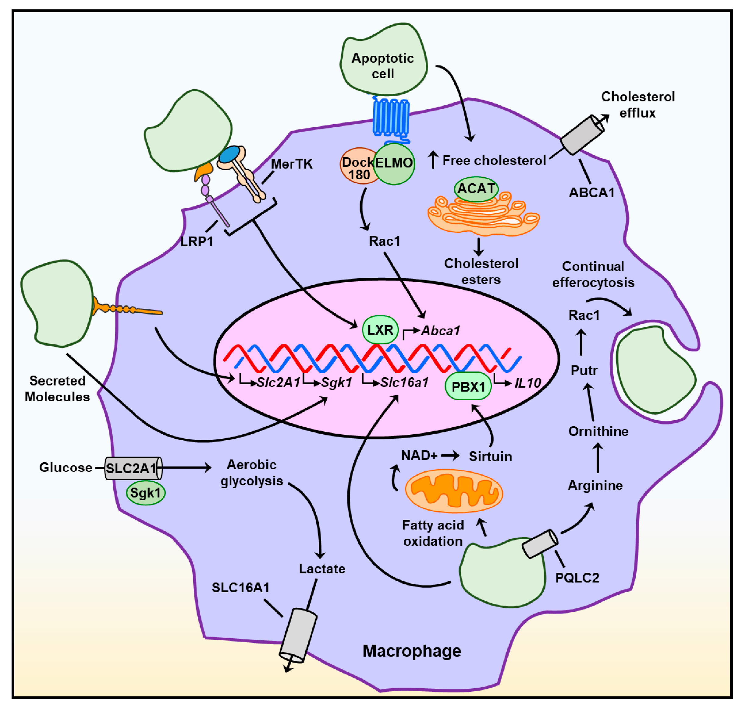 Metabolic Consequences of Efferocytosis and its Impact on Atherosclerosis.