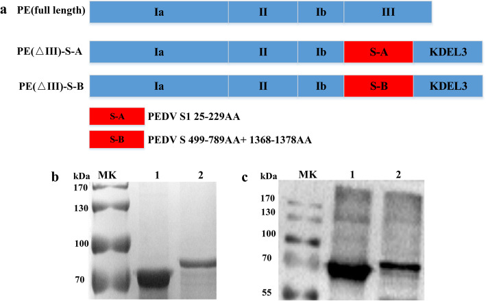 Inactivated Pseudomonas PE(ΔIII) exotoxin fused to neutralizing epitopes of PEDV S proteins produces a specific immune response in mice.