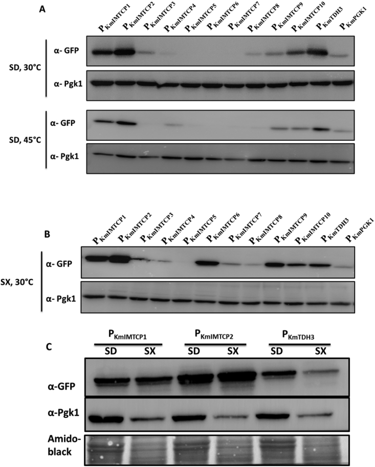 The identification of novel promoters and terminators for protein expression and metabolic engineering applications in Kluyveromyces marxianus