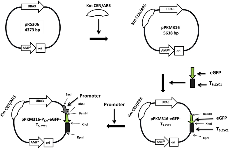 The identification of novel promoters and terminators for protein expression and metabolic engineering applications in Kluyveromyces marxianus