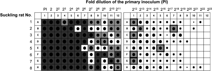 Isolation and identification of milk oligosaccharide-degrading bacteria from the intestinal contents of suckling rats.