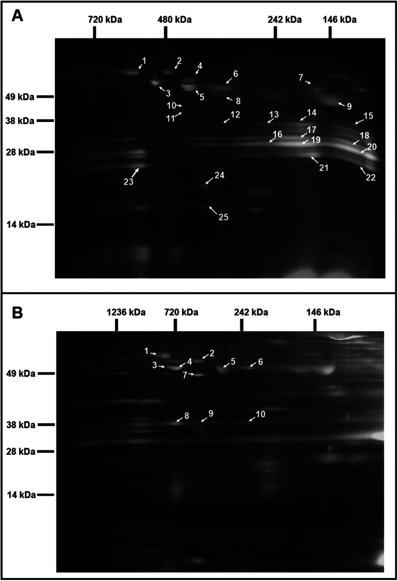 Modulating the activities of chloroplasts and mitochondria promotes adenosine triphosphate production and plant growth.