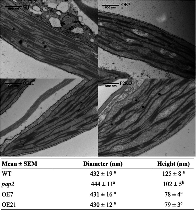 Modulating the activities of chloroplasts and mitochondria promotes adenosine triphosphate production and plant growth.