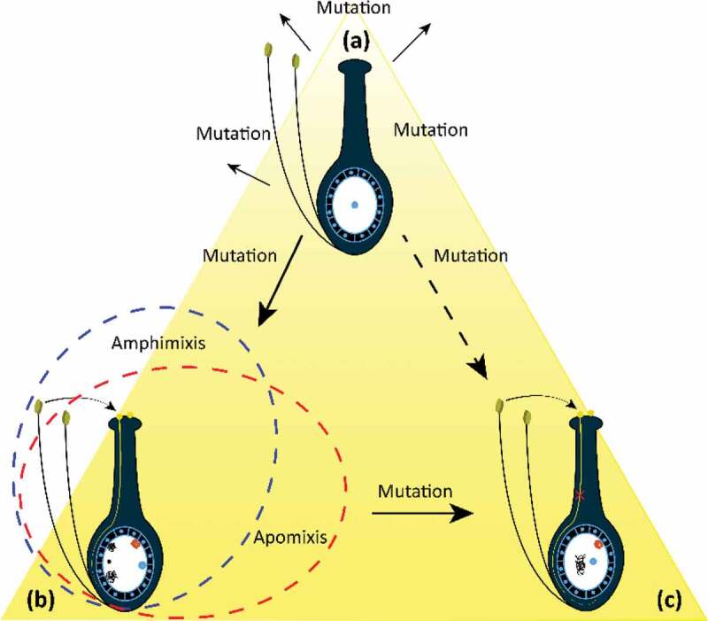 Apomixis and strategies to induce apomixis to preserve hybrid vigor for multiple generations.