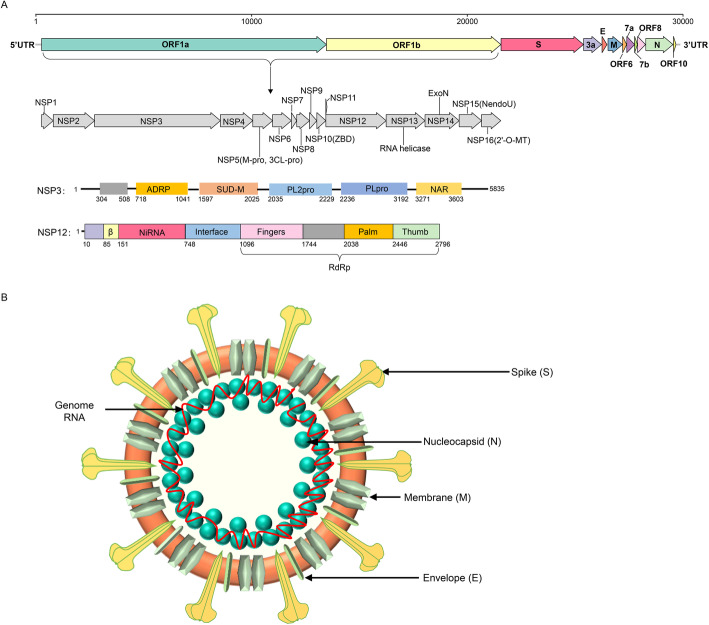 The taxonomy, host range and pathogenicity of coronaviruses and other viruses in the <i>Nidovirales</i> order.