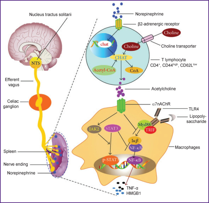 Dysfunction of the Autonomic Nervous System and its Role in the Pathogenesis of Septic Critical Illness (Review).