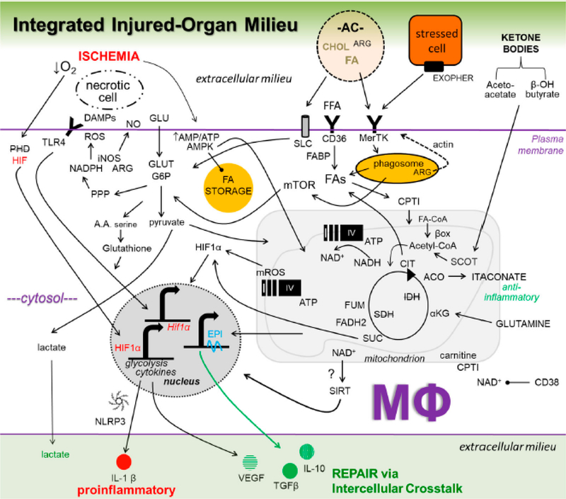 Macrophage Metabolic Signaling during Ischemic Injury and Cardiac Repair.