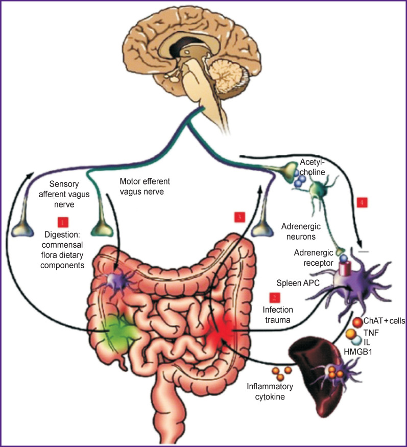 Dysfunction of the Autonomic Nervous System and its Role in the Pathogenesis of Septic Critical Illness (Review).