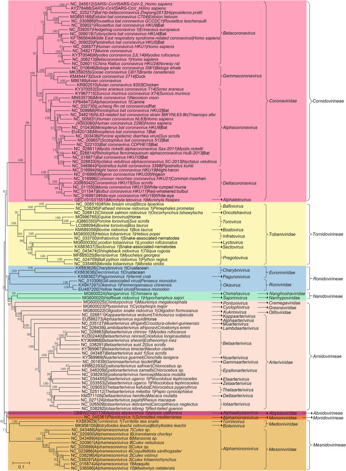 The taxonomy, host range and pathogenicity of coronaviruses and other viruses in the <i>Nidovirales</i> order.