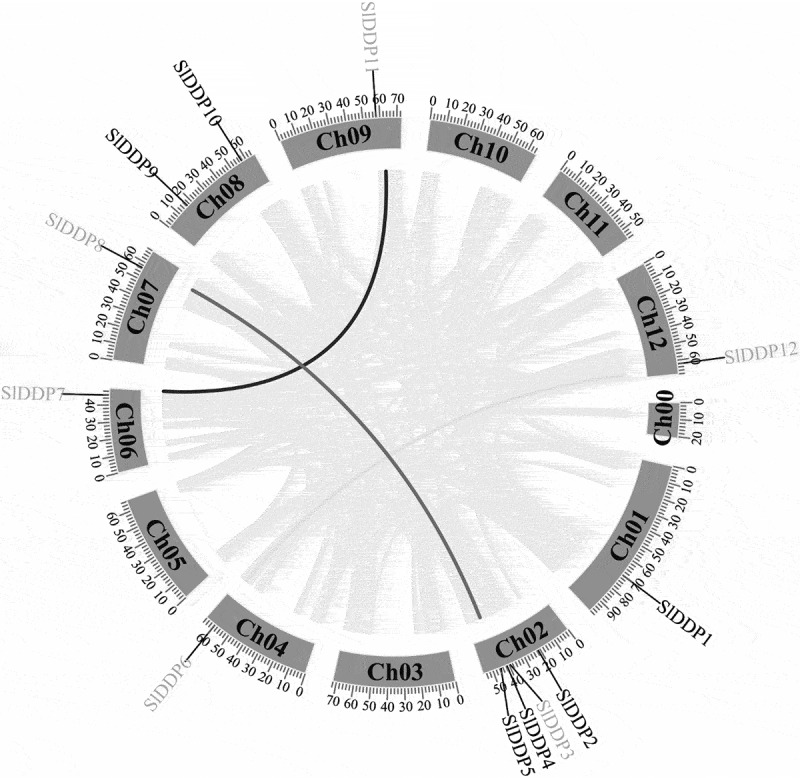 The DUF221 domain-containing (DDP) genes identification and expression analysis in tomato under abiotic and phytohormone stress.