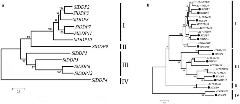 The DUF221 domain-containing (DDP) genes identification and expression analysis in tomato under abiotic and phytohormone stress.