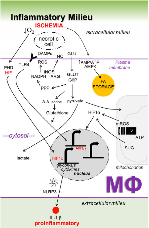 Macrophage Metabolic Signaling during Ischemic Injury and Cardiac Repair.