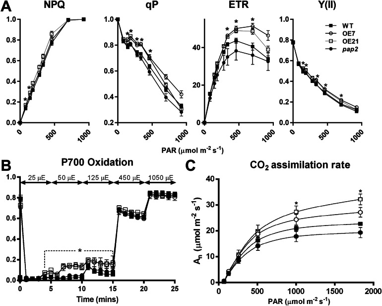 Modulating the activities of chloroplasts and mitochondria promotes adenosine triphosphate production and plant growth.