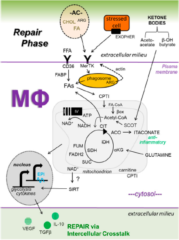 Macrophage Metabolic Signaling during Ischemic Injury and Cardiac Repair.