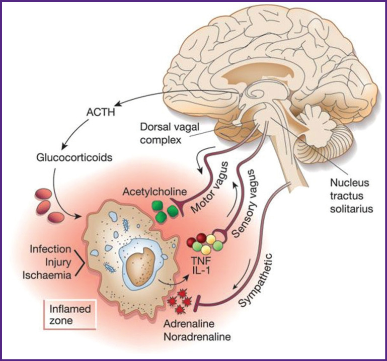 Dysfunction of the Autonomic Nervous System and its Role in the Pathogenesis of Septic Critical Illness (Review).