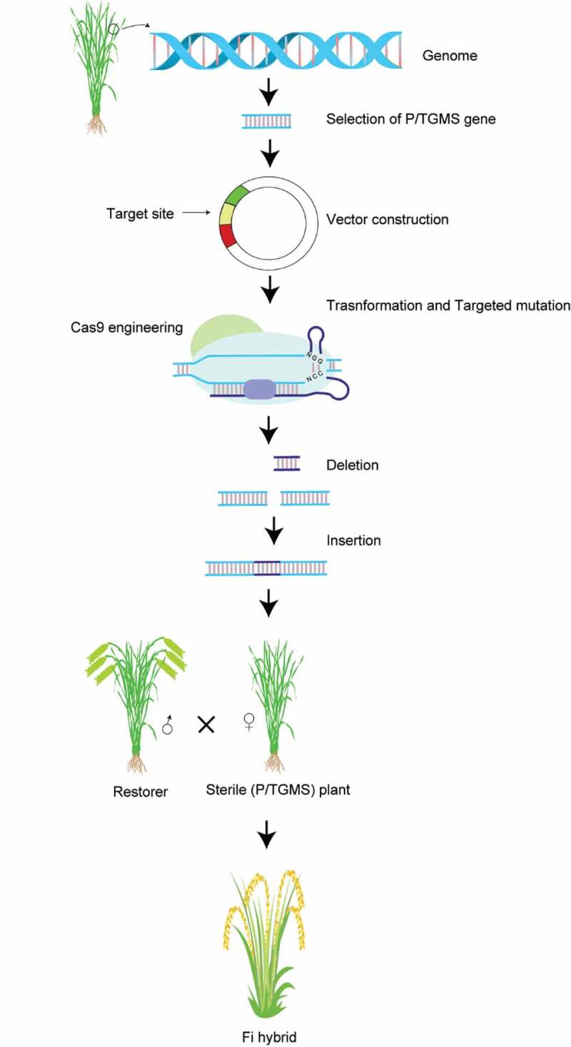 Apomixis and strategies to induce apomixis to preserve hybrid vigor for multiple generations.