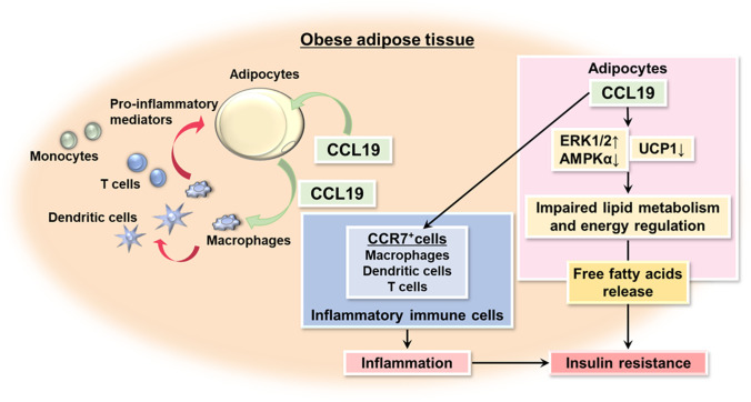 The Link Between Periodontal Inflammation and Obesity.