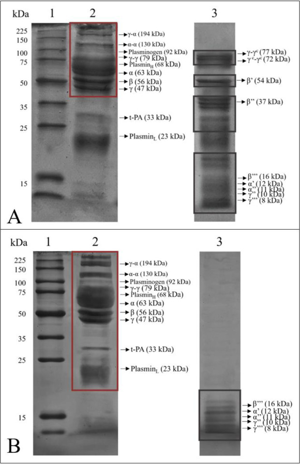 Fibrinolytic characteristics of <i>Bacillus subtilis</i> G8 isolated from natto.