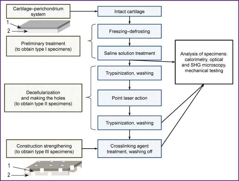 Development of a Two-Layer Porous Scaffold Based on Porcine Nasal Septal Cartilage for Orthopedics.