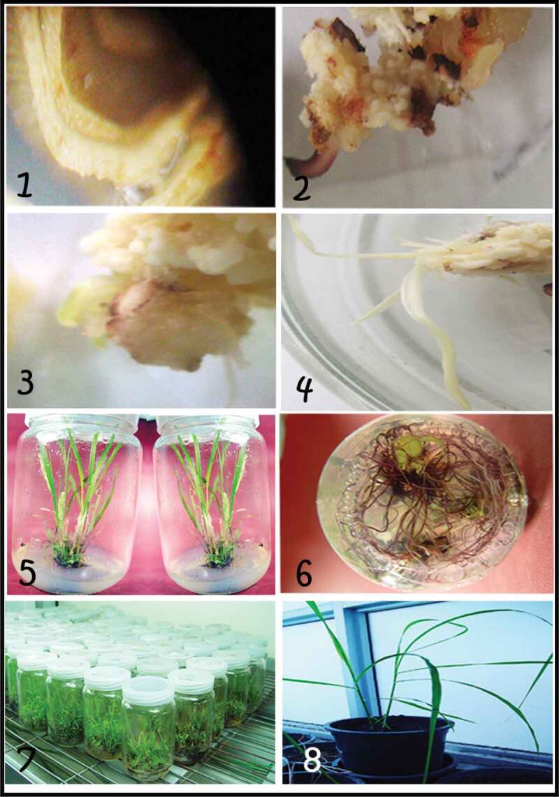 Improvement <i>of</i> sugarcane for borer resistance using <i>Agrobacterium</i> mediated transformation of <i>cry1Ac</i> gene.