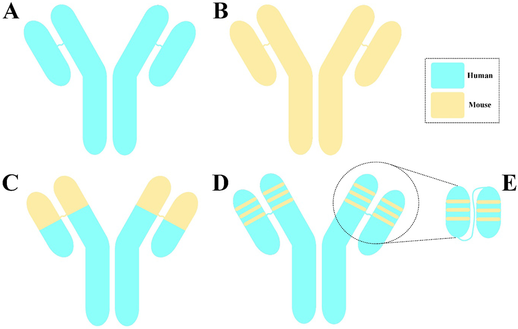 Humanized Chimeric Antigen Receptor (CAR) T cells.