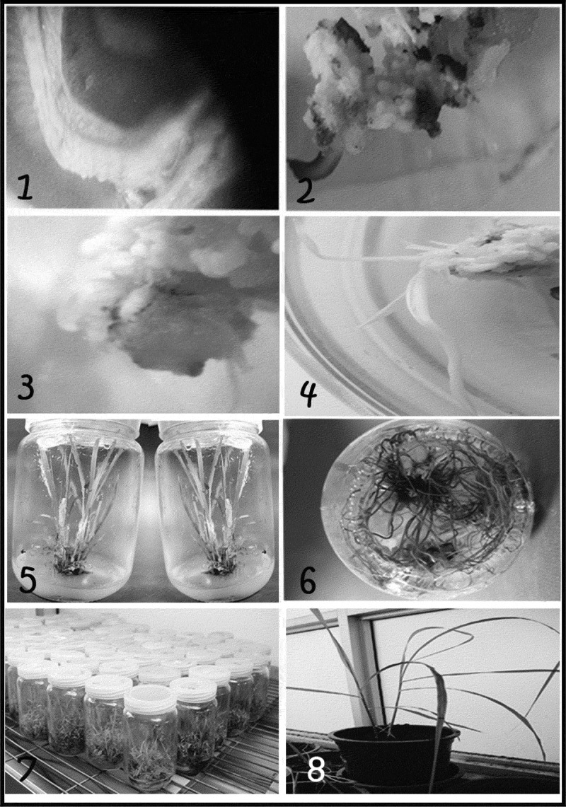 Improvement <i>of</i> sugarcane for borer resistance using <i>Agrobacterium</i> mediated transformation of <i>cry1Ac</i> gene.