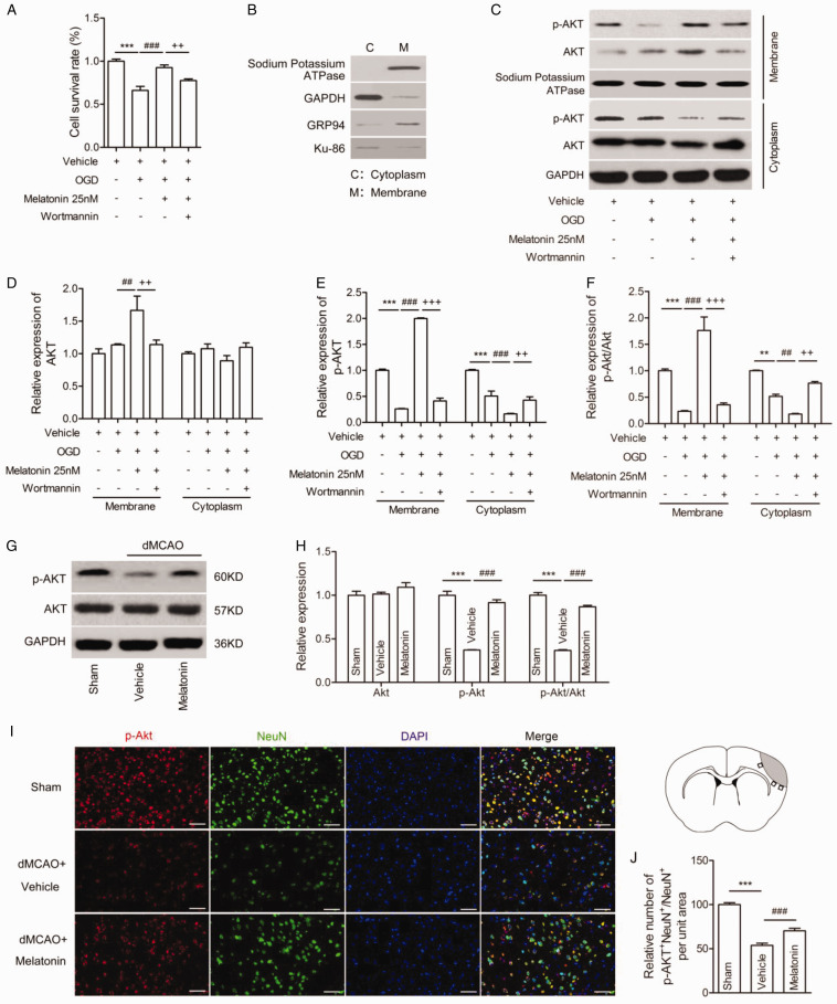 Melatonin Protects Against Ischemic Brain Injury by Modulating PI3K/AKT Signaling Pathway via Suppression of PTEN Activity.