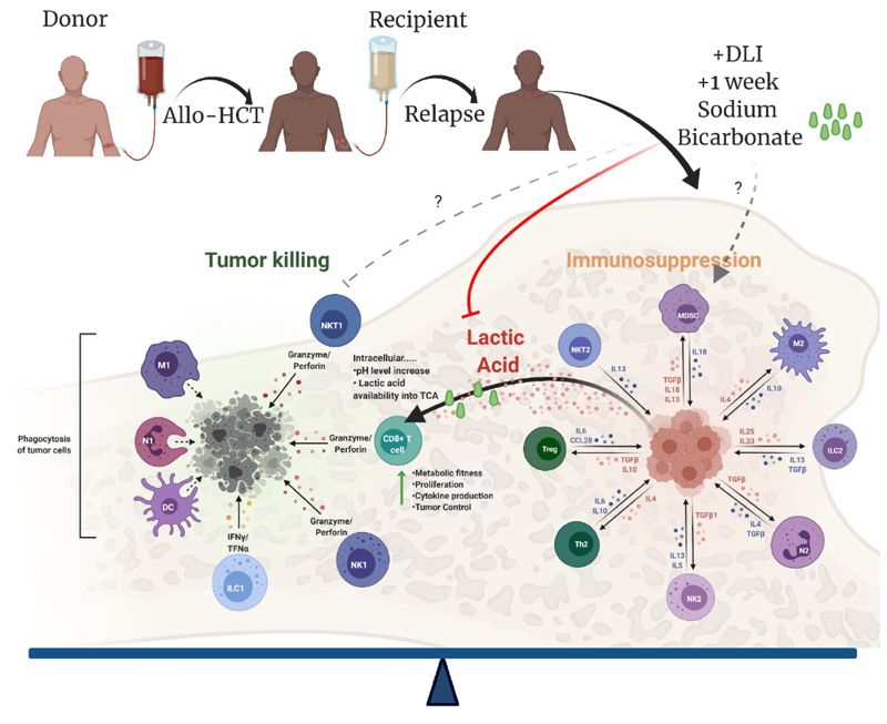 Make Your Cake and Eat It: Refueling of Immune Fitness in AML Post Allo-HCT Using Baking Soda.