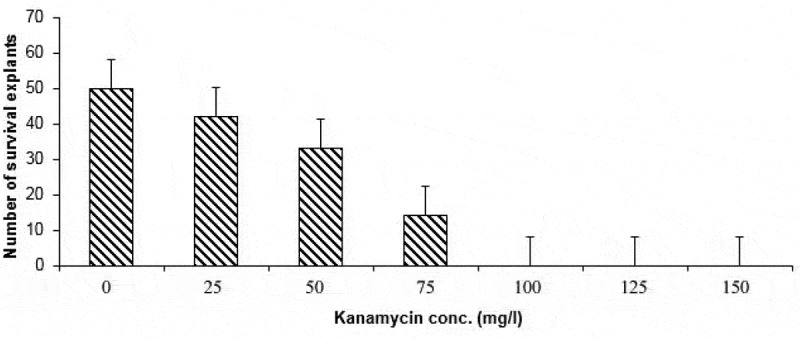 Improvement <i>of</i> sugarcane for borer resistance using <i>Agrobacterium</i> mediated transformation of <i>cry1Ac</i> gene.