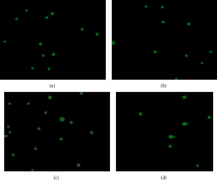 Reproductive Toxicity of <i>Theobroma cacao</i>: Increase in Survival Index, Nongenotoxic, and Proimplantation Potential.