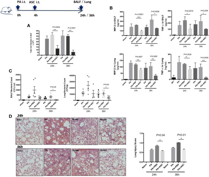 Adipose-Derived Mesenchymal Stem Cells Ameliorating <i>Pseudomonas aeruginosa</i>-induced Acute Lung Infection <i>via</i> Inhibition of NLRC4 Inflammasome.