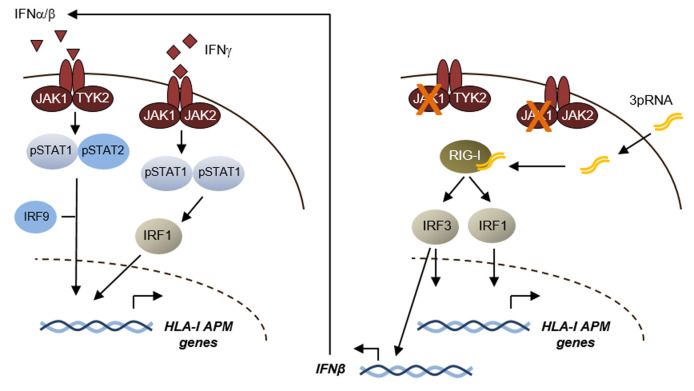 Innate RIG-I signaling restores antigen presentation in tumors and overcomes T cell resistance.