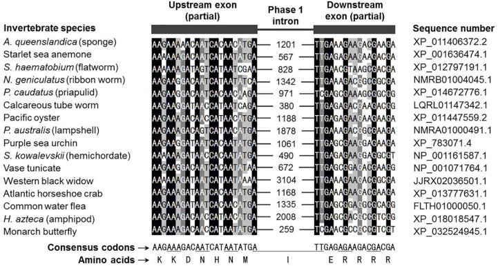 An Intron of Invertebrate Microphthalmia Transcription Factor Gene Is Evolved from a Longer Ancestral Sequence.