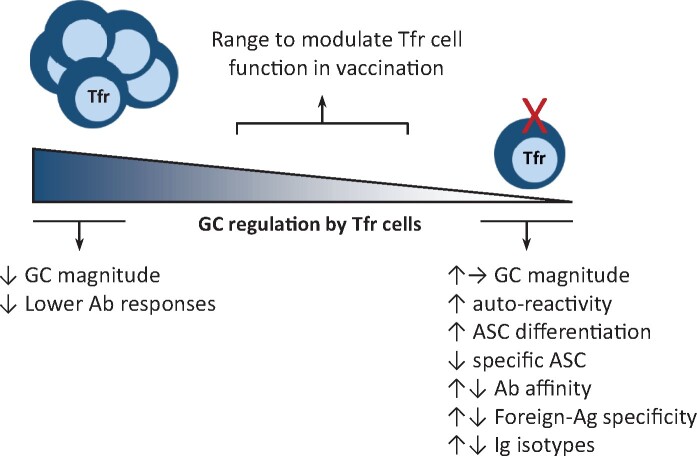 Regulation of antibody responses against self and foreign antigens by Tfr cells: implications for vaccine development.