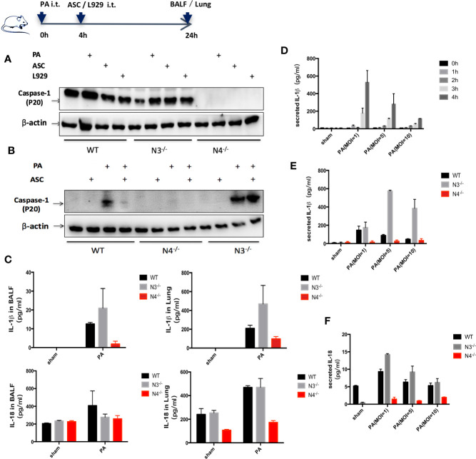 Adipose-Derived Mesenchymal Stem Cells Ameliorating <i>Pseudomonas aeruginosa</i>-induced Acute Lung Infection <i>via</i> Inhibition of NLRC4 Inflammasome.