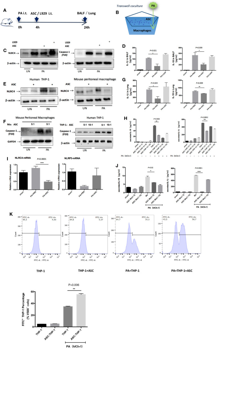 Adipose-Derived Mesenchymal Stem Cells Ameliorating <i>Pseudomonas aeruginosa</i>-induced Acute Lung Infection <i>via</i> Inhibition of NLRC4 Inflammasome.