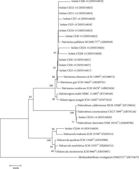 Production of Poly(3-Hydroxybutyrate) by <i>Haloarcula</i>, <i>Halorubrum</i>, and <i>Natrinema</i> Haloarchaeal Genera Using Starch as a Carbon Source.