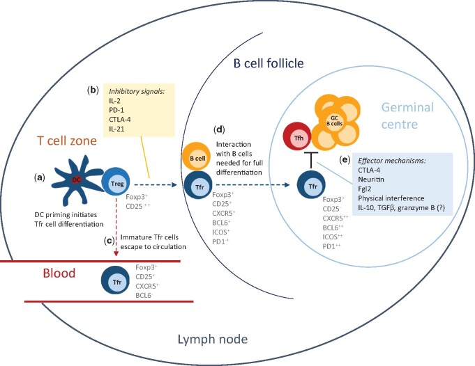 Regulation of antibody responses against self and foreign antigens by Tfr cells: implications for vaccine development.